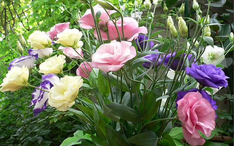 Цветок эустома многолетняя: выращивание в домашних условиях