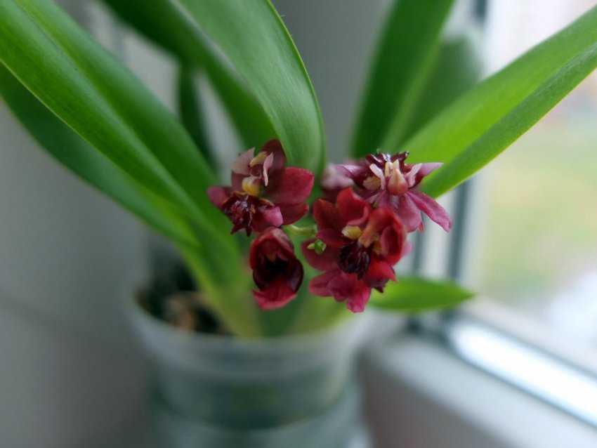 Как принести в дом немного тропических красок, или все самое важное и интересное об орхидеи онцидиум