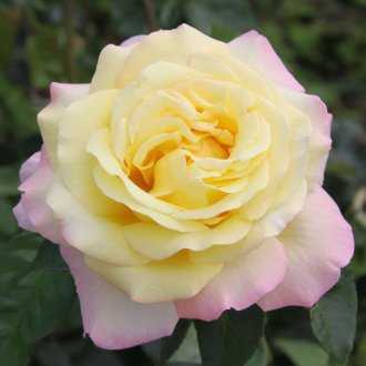 Дорис Тистерман – чайно-гибридная роза классической формы, имеет окраску оранжевого оттенка Сорт устойчив к дождю, мучнистой росе и чёрной пятнистости,