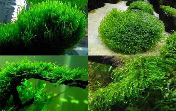 Яванский мох — красивое растение, способное закрепиться на любых поверхностях Как сажают и ухаживают за таким видом «подводной зелени» Советы аквариумистов по
