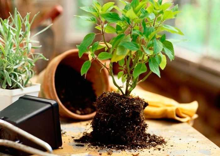 Правильные смеси почвы для разных видов комнатных растений Большинство комнатных и садовых растений предпочитают нейтральные или слабощелочные почвы