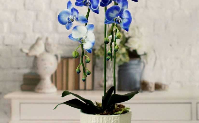 Орхидея пафиопедилум венерин башмачок: для начинающих цветоводов. уход, удобрение, болезни.