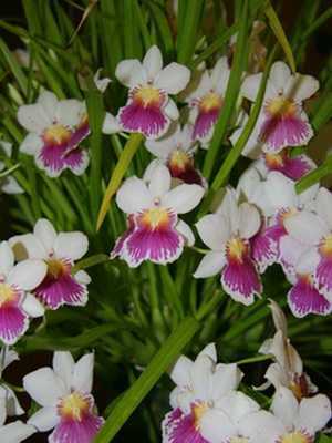 Мильтония (miltonia) – домашняя орхидея