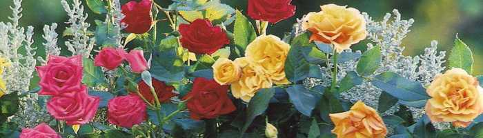 Обрезка кустовых роз на зиму: правила процедуры осенью