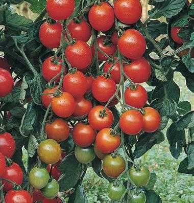 Завязь для томатов  — отзывы, описание