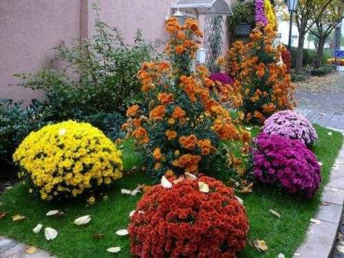Цветы похожие на хризантемы объединяет характерная форма соцветия со множеством лепестков заострённой формы Среди них встречаются однолетние и многолетние