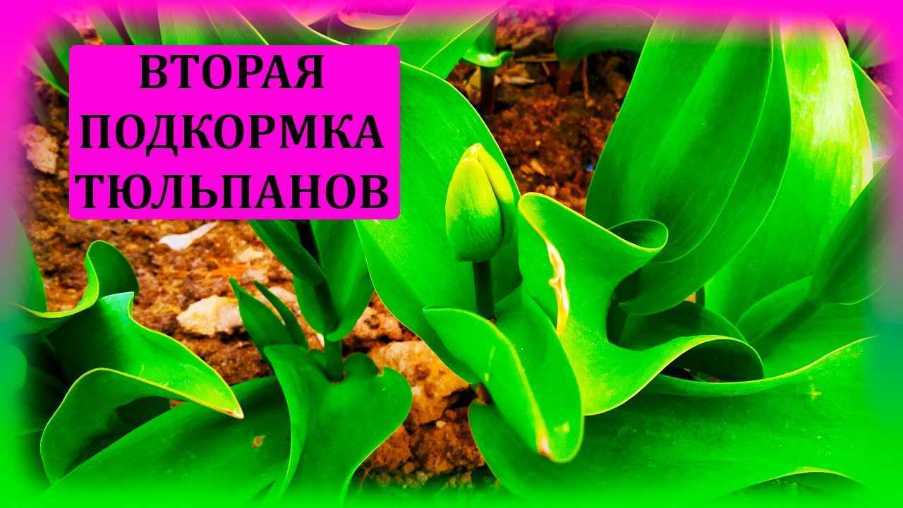 Подкормка пионов: чем удобрять цветы весной и летом - проект "цветочки" - для цветоводов начинающих и профессионалов