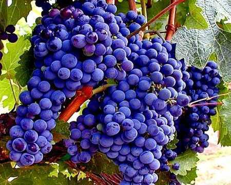 Антракноз винограда: лечение, профилактика, сорта