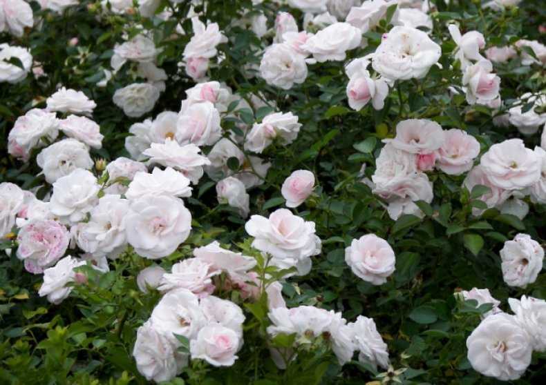 Плетистые розы: сорта, советы по выбору и уходу