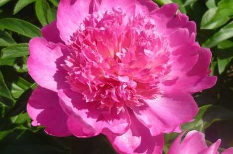 Классификация роз и строение розового куста - проект "цветочки" - для цветоводов начинающих и профессионалов