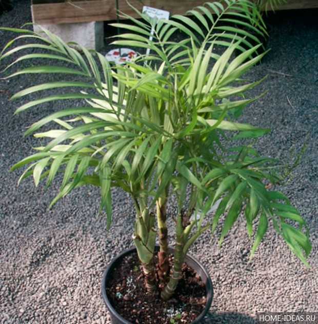 Комнатные пальмы (46 фото): бетелевая и гавайская, винтовая и другие домашние растения, похожие на пальмы, уход