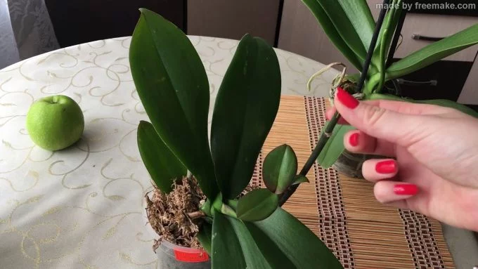 Цитокининовая паста: применение для растений, орхидей, приготовление своими руками