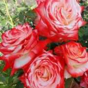 Выбирая подходящий вид розы, следует обязательно учесть личные пожелания, а также условия, в которых растения будут произрастать Так роза Грандифлора является
