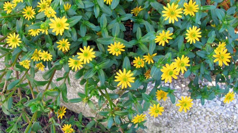 Цветок санвиталия: посадка и уход в открытом грунте, фото, выращивание в саду семенами