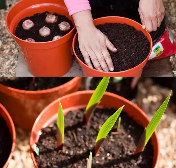 Когда проращивать гладиолусы и как их высаживать - цветы | описание, советы, отзывы, фото и видео