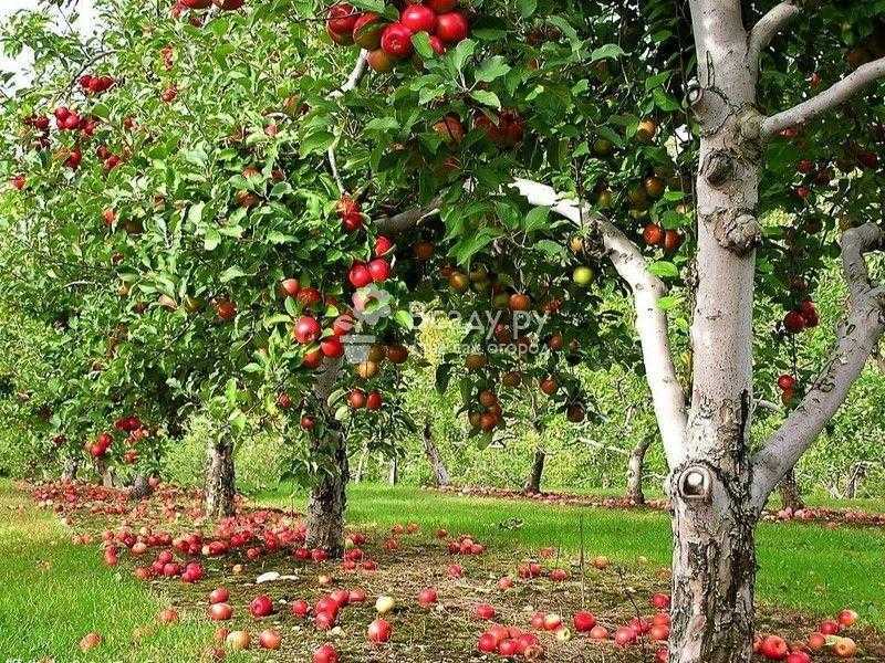 Карликовые яблони. лучшие сорта и их описание