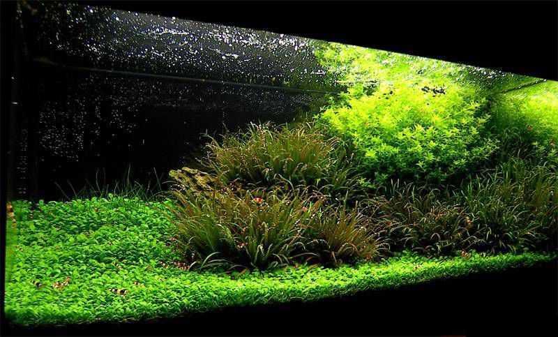 Текст лекции о выращивании аквариумных растений
