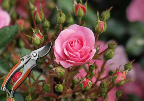 Как обрезать розы? 37 фото обрезка осенью и весной для начинающих. как правильно обрезать розы перед укрытием на зиму в подмосковье?