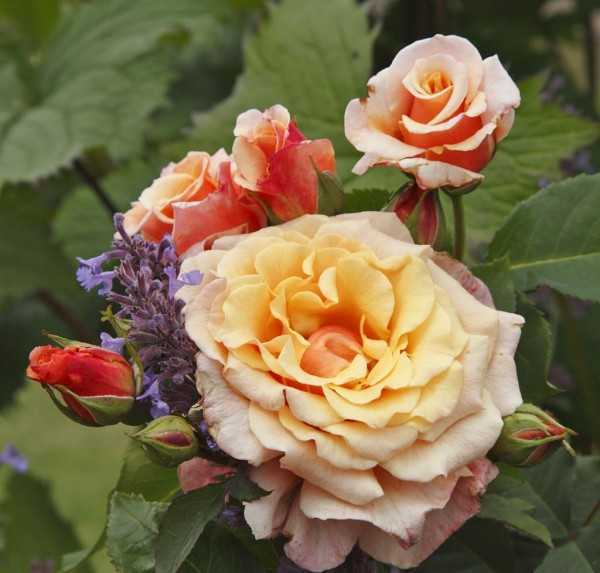 Особенности сортов розы флорибунда