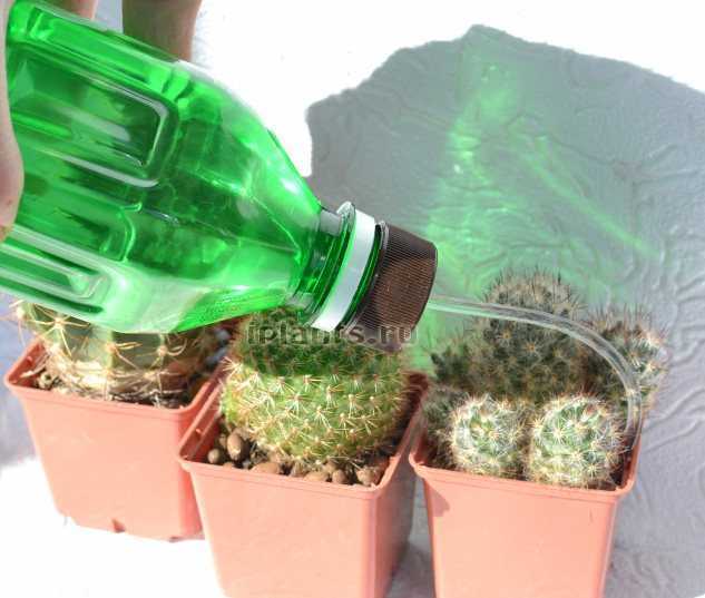 Как правильно поливать и чем подкармливать кактусы