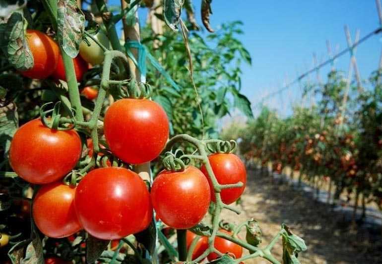 Посадка томатов на рассаду – выращивание рассады томатов в домашних условиях