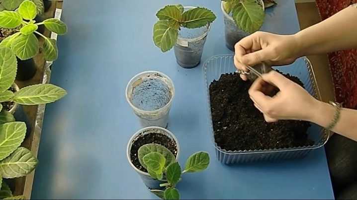 Глоксиния: выращивание, размножение и уход за цветком в домашних условиях