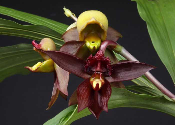 Орхидея максиллярия: уход в домашних условиях, пересадка и размножение
