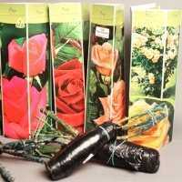 Кустовые розы: описание сортов и советы по обрезке