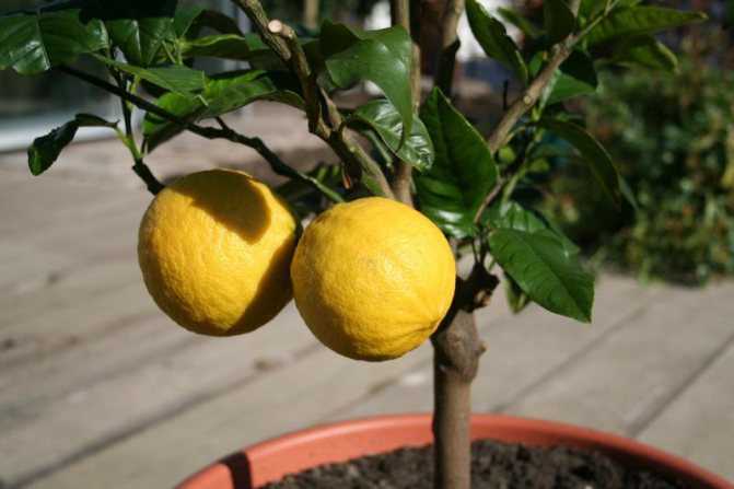 Вырастить цитрусовое деревце в горшке мечтают многие Для этого нужно приложить ряд усилий и набраться опыта Но главное, нужно знать, чем подкормить лимон в