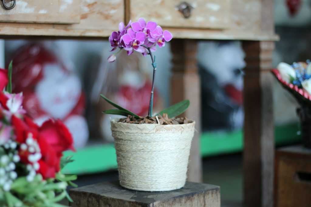 Орхидея аскоценда