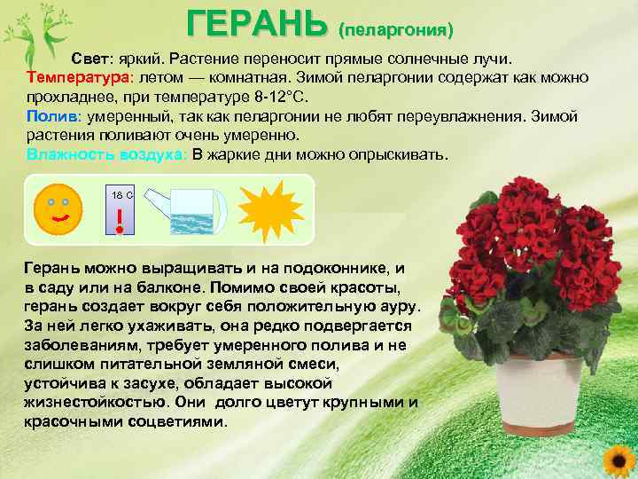 Виды кактусов с фото и названиями на русском
