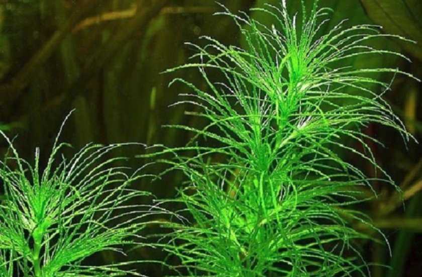 Самые неприхотливые аквариумные растения для аквариума