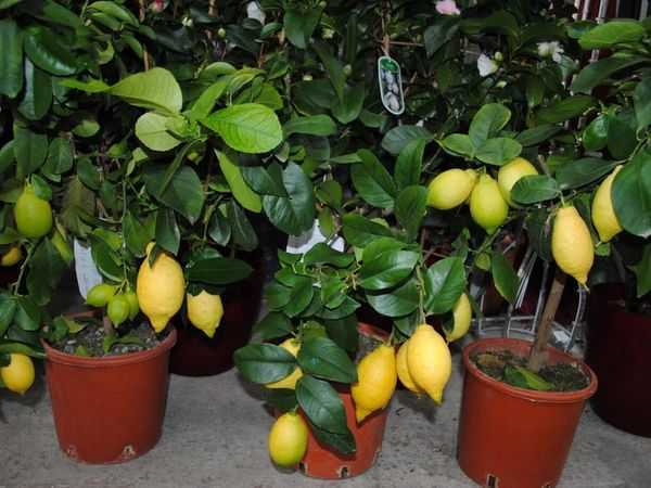 Чем подкормить лимон в домашних условиях: 95 фото и видео выращивания лимона