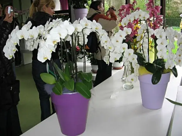 «драгоценные» орхидеи: советы по уходу и описание видов