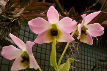 Орхидея камбрия – уход в домашних условиях