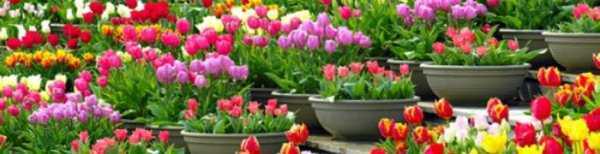 Тюльпаны: время посадки осенью, выращивание и уход в открытом грунте