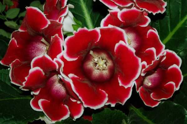 Цветок глоксиния в горшке: фото, уход, выращивание в домашних условиях, размножение черенками и семенами