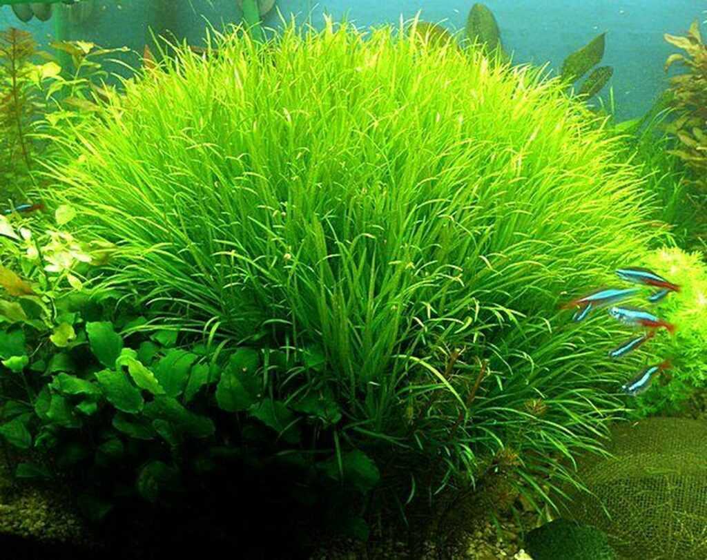 Бликса японская – аквариумное растение, которое становится все более популярным у аквариумистов Оно не требовательно к содержанию, поэтому его может вырастить