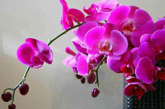 Как правильно выбрать орхидею в магазине: полезные советы для начинающих цветоводов