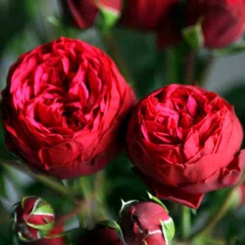Розы, цветущие все лето: описание лучших сортов, фото, видео |