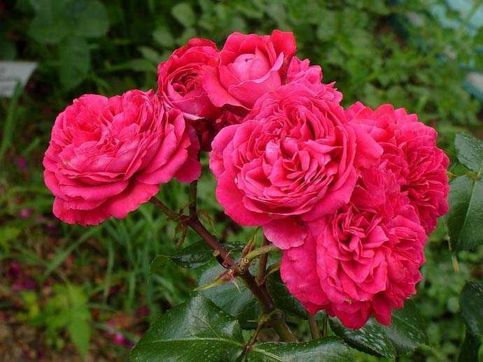 Роза леонардо да винчи: фото и описание сорта, отзывы, посадка и уход, выращивание