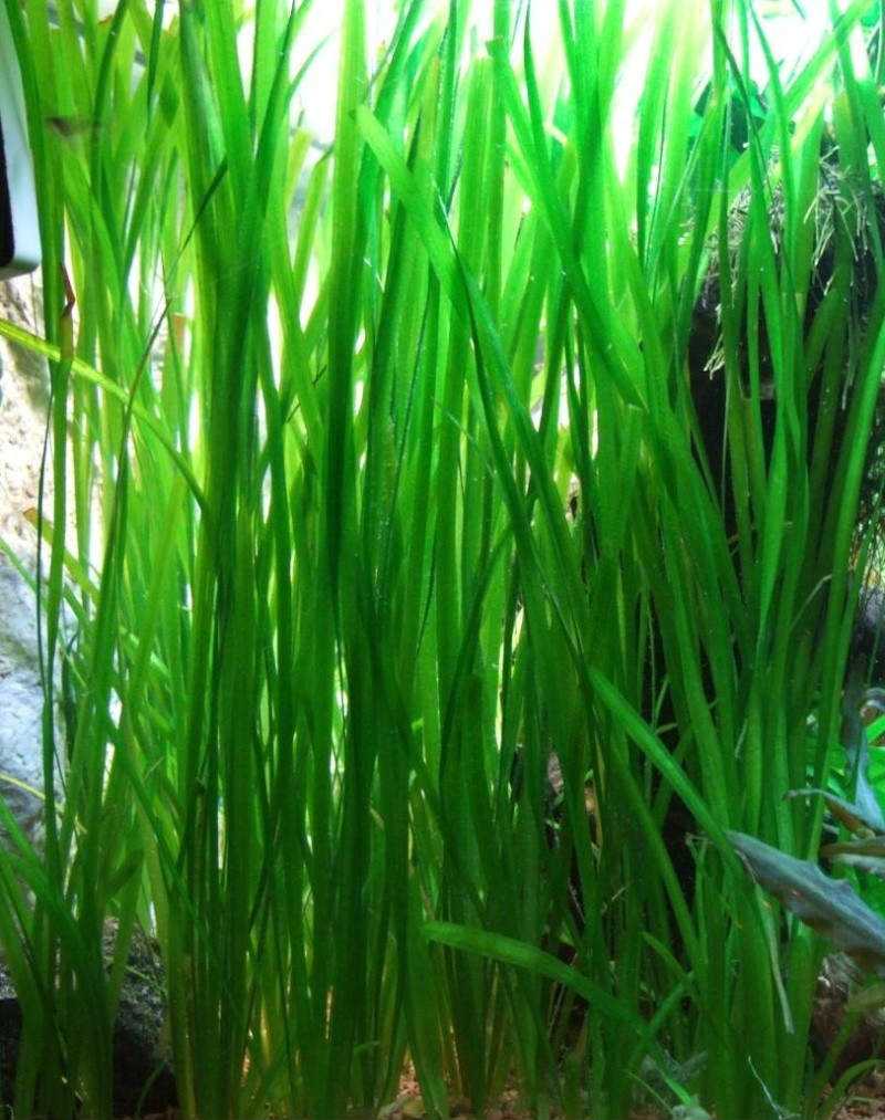 Наяда — одно из самых непритязательных аквариумных растений Наяду просто разводить и содержать Она прекрасно украшает пространство аквариума и даже улучшает