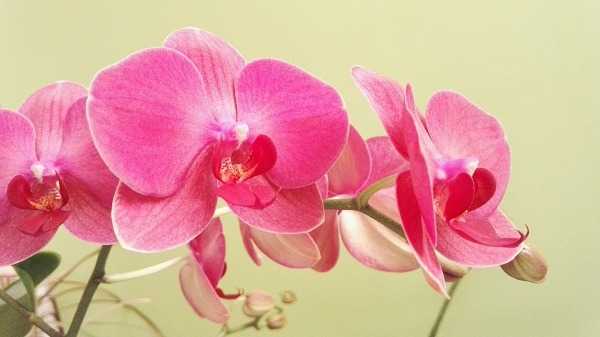 Орхидея онцидиум, уход в домашних условиях, пересадка и размножение