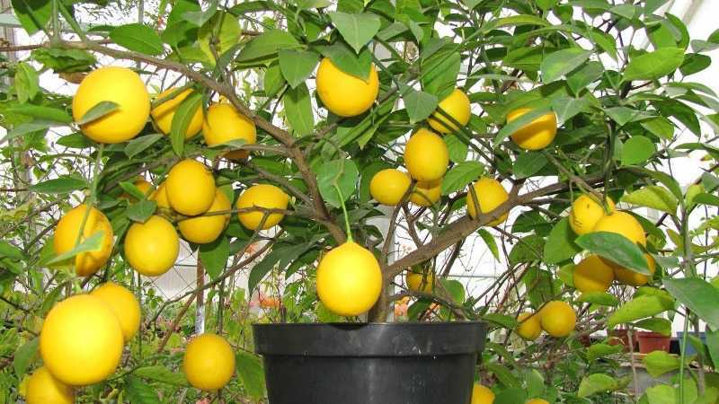 Чем подкормить лимон в домашних условиях?
