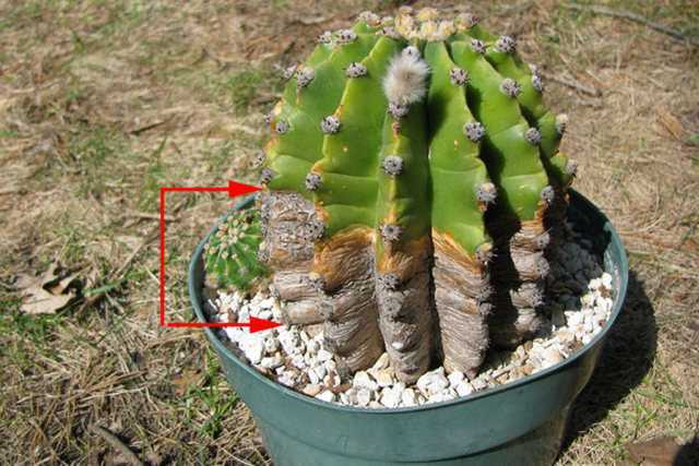 Лесной кактус: виды и сорта эпифиллюмов, размножение и уход