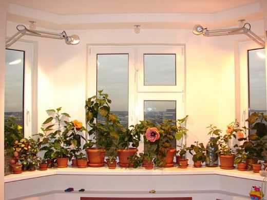 Естественное и искусственное освещение для комнатных растений