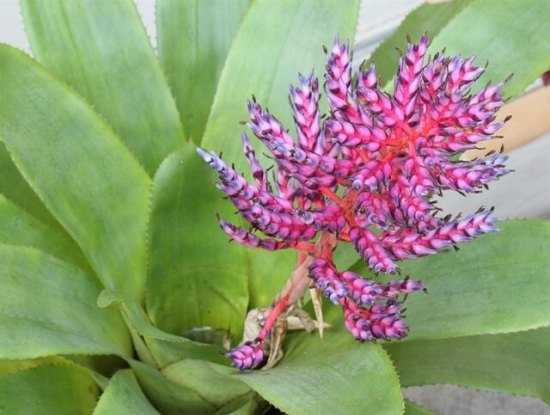 Как ухаживать за цветком эхмеей: пересадка, разновидности и цветение
