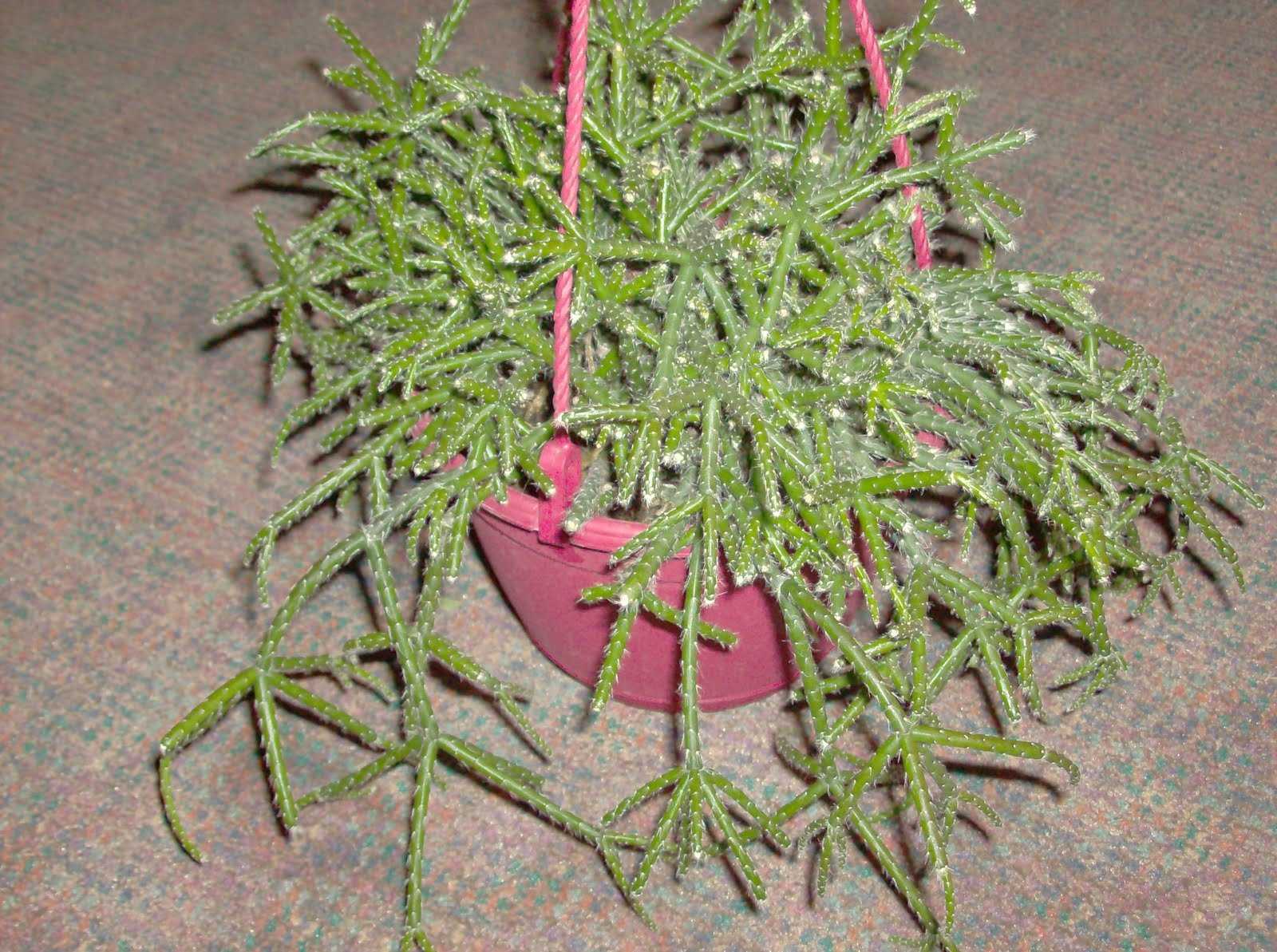 Рипсалис — особый кактус Описание растения, наиболее распространенные виды Правила ухода за культурой, требования к влажности, свету, температуре Как и чем