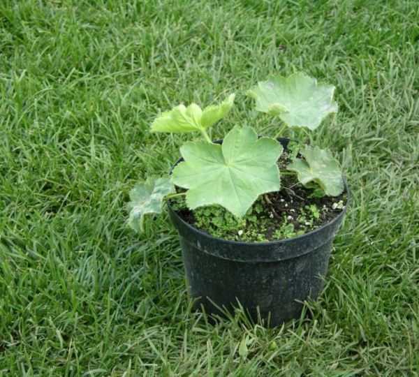 Растение манжетка: польза, выращивание и уход