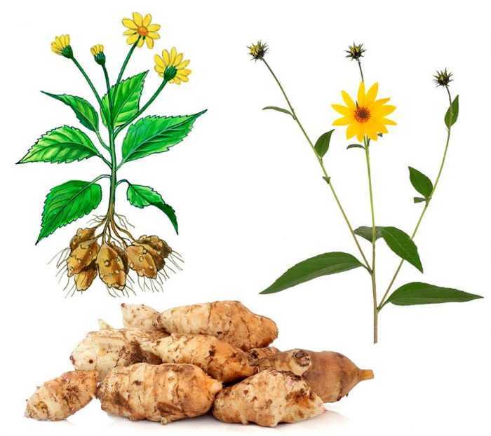 Топинамбур – полезные свойства, противопоказания, рецепты и применение – 4 сезона огородника
